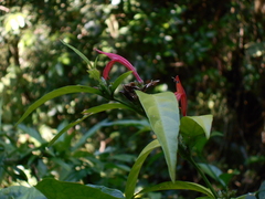 Justicia brasiliana