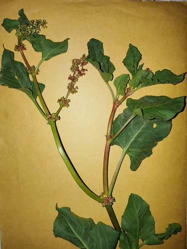 Devil's Thorn