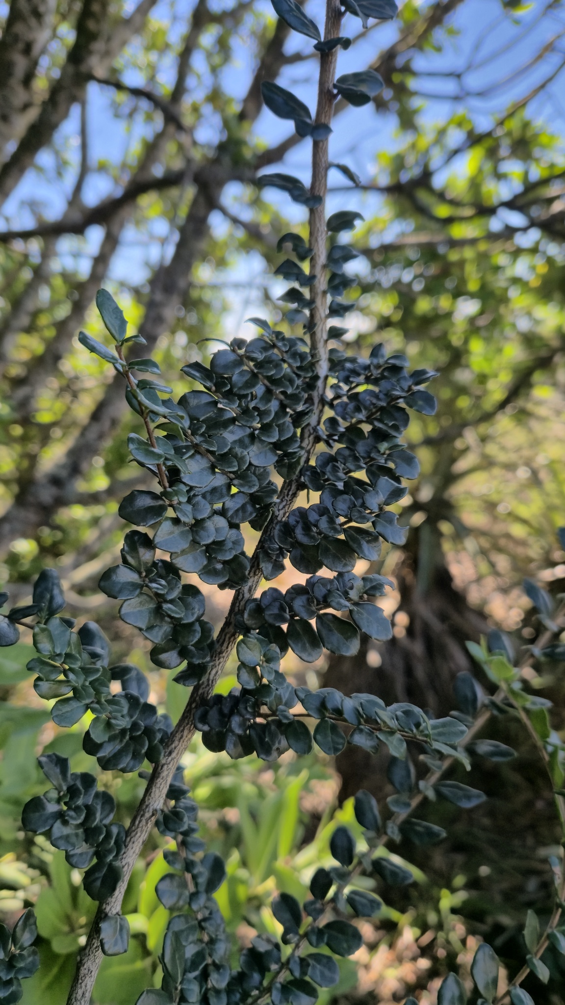 Boxleaf Azara (Azara microphylla)