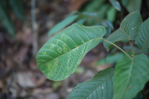 Baccaurea polyneura, photograph 1