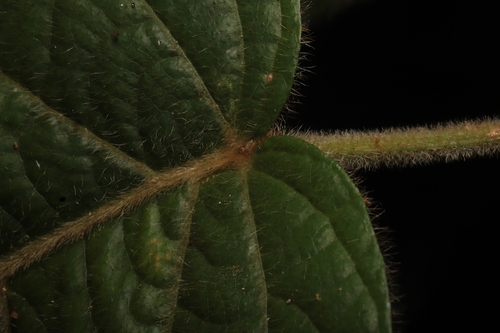 Baccaurea polyneura