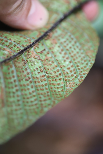 Monitor Lizard Fern (Tectaria singaporiana)