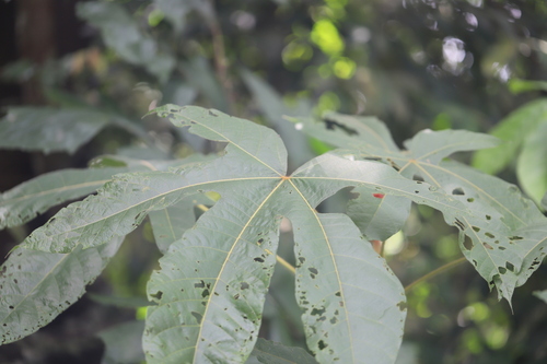 Big-leaf sterculia (Sterculia macrophylla)