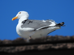 Larus occidentalis