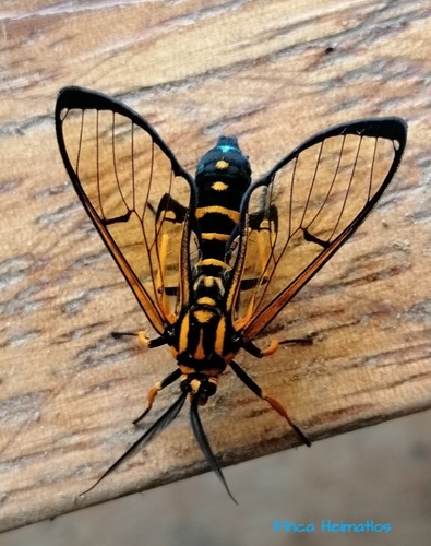 Trichura aurifera