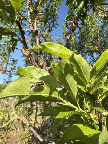 Unknown species found near Washington St, Napa, CA, US