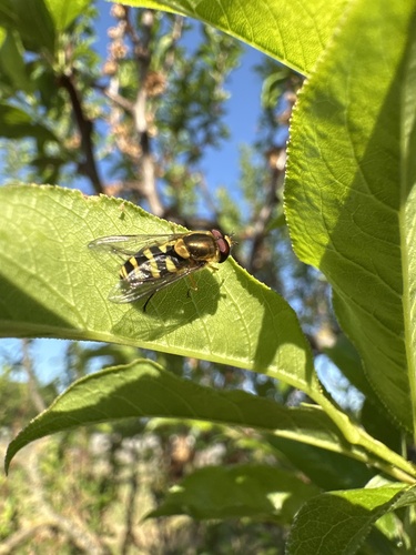 Unknown species found near Washington St, Napa, CA, US