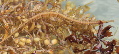 Pelagic pipefish (Syngnathus pelagicus) — Syngnathidae