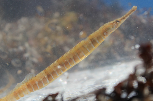 Pelagic pipefish (Syngnathus pelagicus) — Syngnathidae — 3