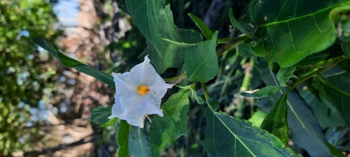 Rio de la Plata Nightshade (Solanum bonariense)