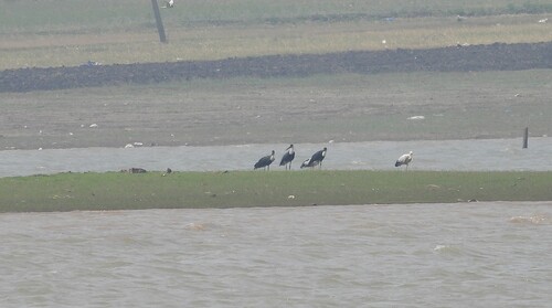 iNaturalist: (c) shivaprakash, some rights reserved (CC BY-NC) iNaturalist image