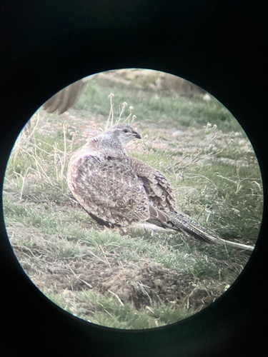Sage Grouse (Centrocercus urophasianus)