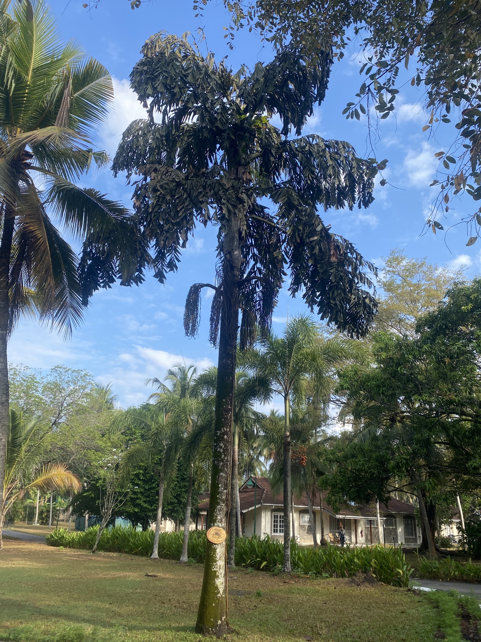 Jaggery Palm (Caryota urens)