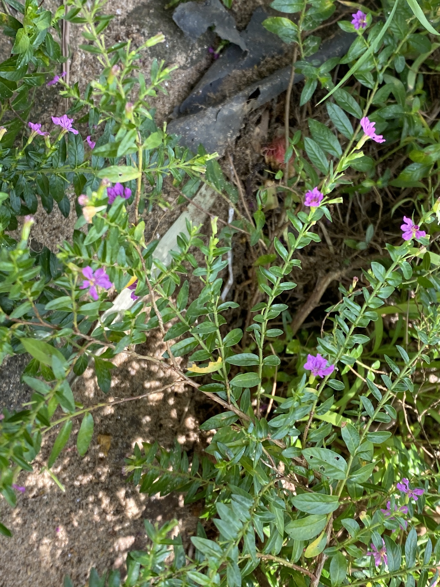 False Heather (Cuphea hyssopifolia)