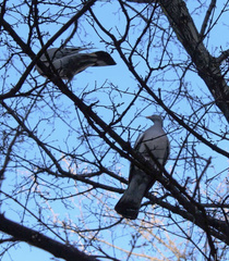 Columba palumbus