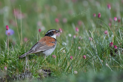 Tibetan Bunting photo 3
