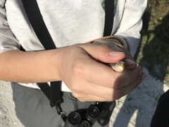 Ophisaurus compressus