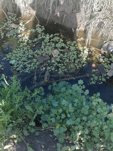 Water Lettuce