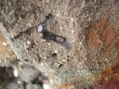 Amaurobioides