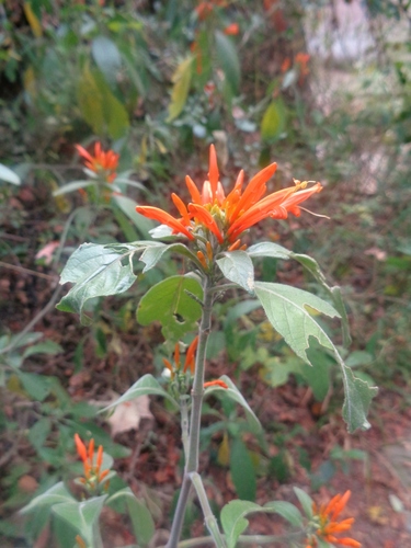Justicia spicigera