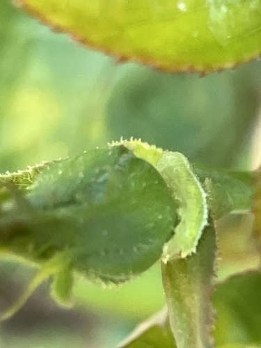 Unknown species found near New York Ave, Fair Oaks, CA, US
