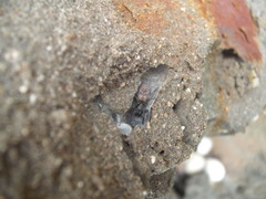 Amaurobioides