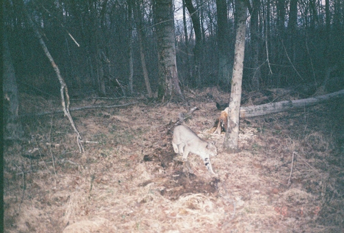 Bobcat photographed in Arkansas