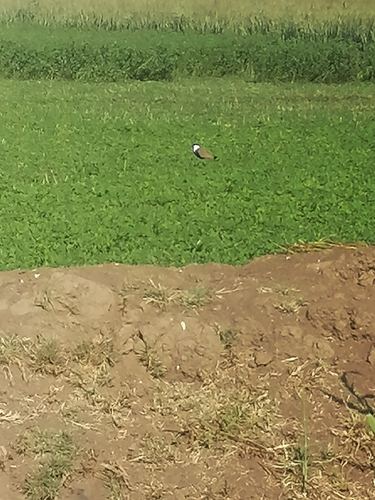 Spur-winged Lapwing
