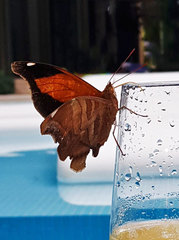 Historis odius odius