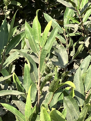 Ficus heterophylla, 2026-03-22