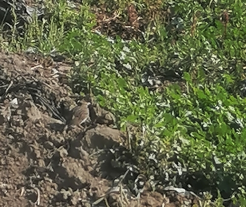 Crested Lark