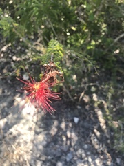 Calliandra haematomma colletioides