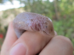 Leposternon microcephalum