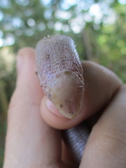 Leposternon microcephalum