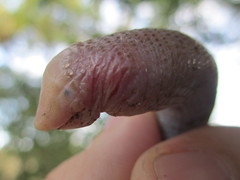 Leposternon microcephalum