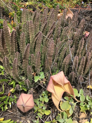 Stapelia gigantea