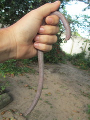 Leposternon microcephalum