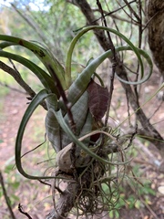 Tillandsia flexuosa