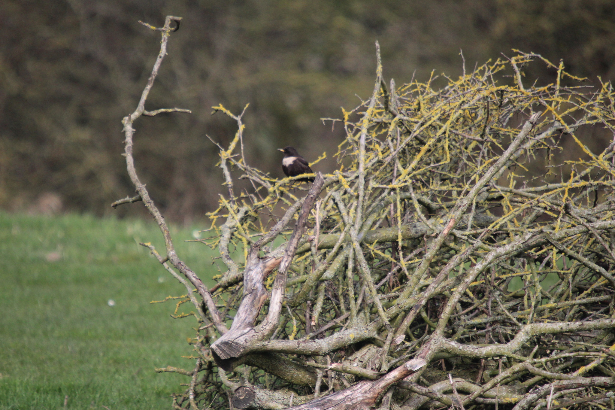 Ring Ouzel (Turdus torquatus), photo 2