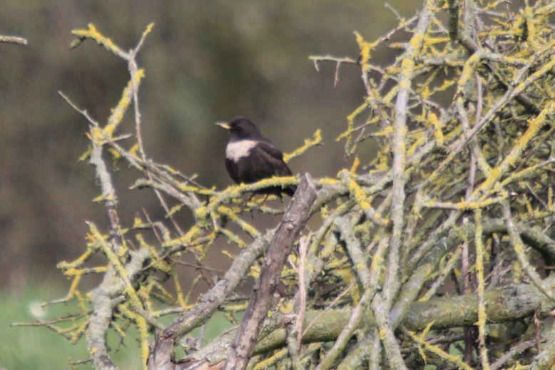 Ring Ouzel (Turdus torquatus), photo 1