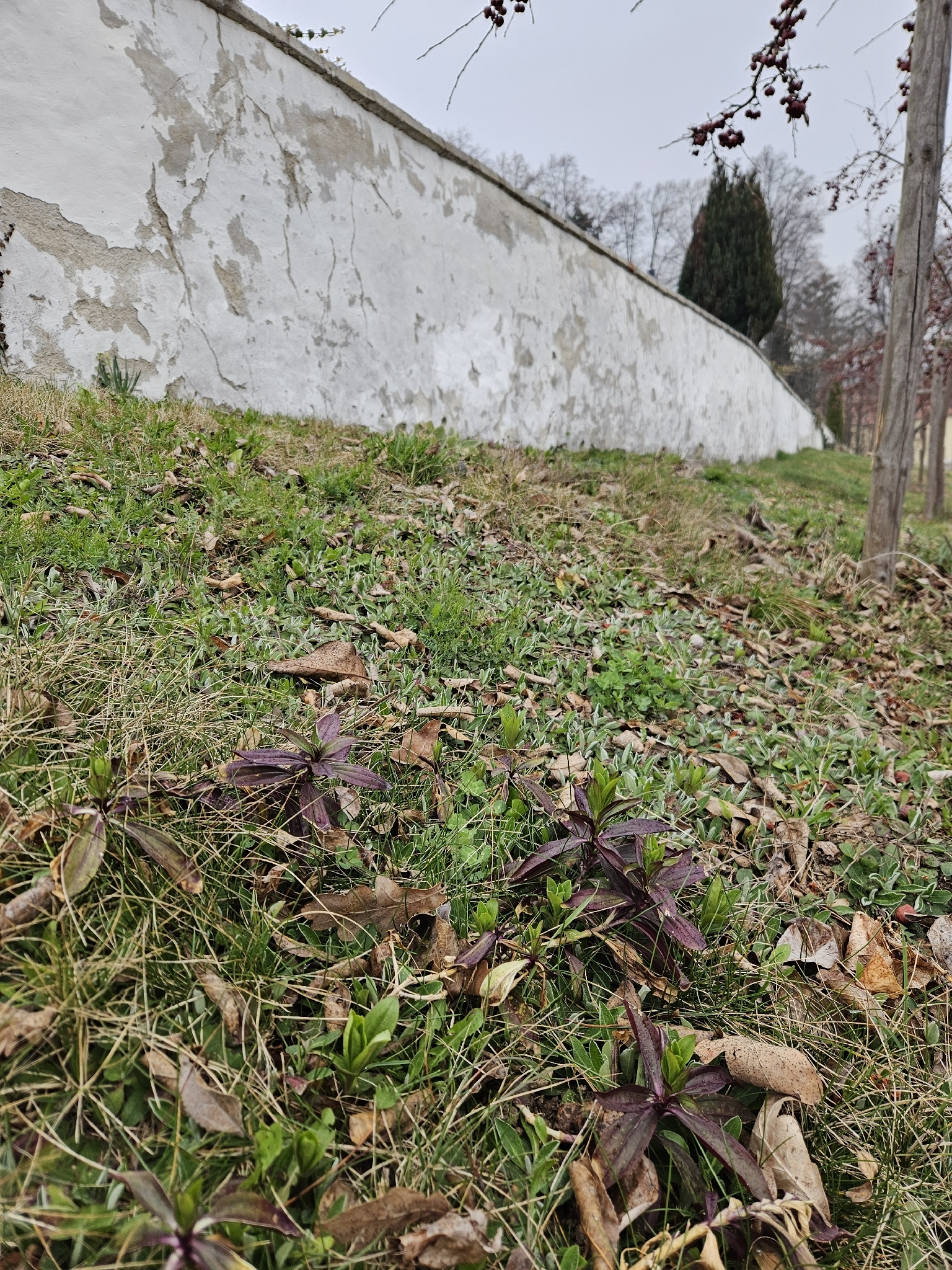 Imagem de Cravina