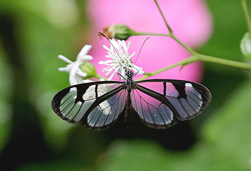 Oleria aquata