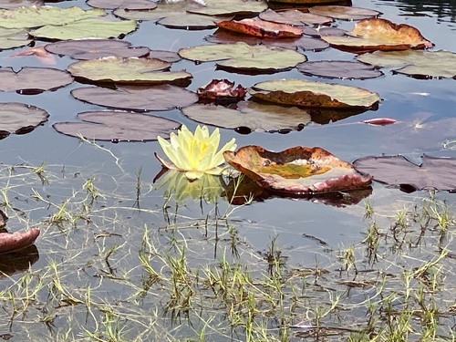 Yellow Waterlily (Nymphaea mexicana)