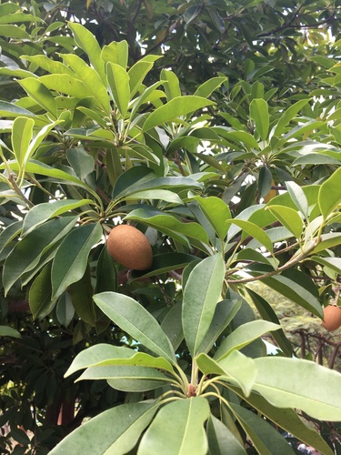 Manilkara zapota observed 2020-03-02