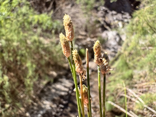 Canada Spikesedge (Eleocharis geniculata)