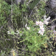 Malacothamnus clementinus