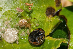 Theridion zantholabio