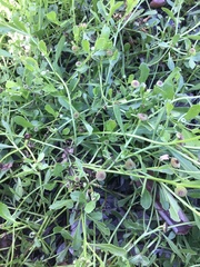 Sphaeromorphaea australis