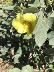 Gossypium tomentosum