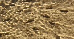 Cyprinodon salinus salinus